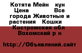 Котята Мейн - кун › Цена ­ 19 000 - Все города Животные и растения » Кошки   . Костромская обл.,Вохомский р-н